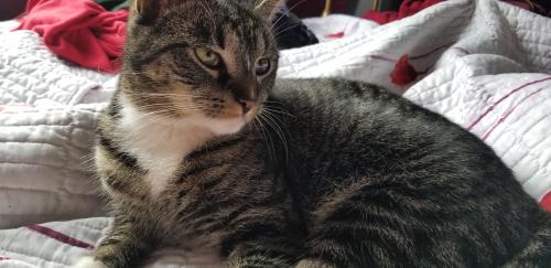 Lost Female Cat last seen 120th ave, Queens, NY 11434