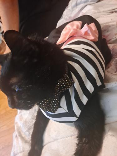 Lost Female Cat last seen 49th court and 20th street, Cicero, IL 60804
