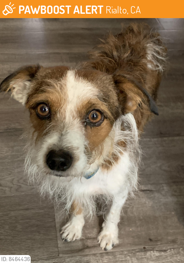 Rehomed Male Dog last seen Rialto, California , Rialto, CA 92376