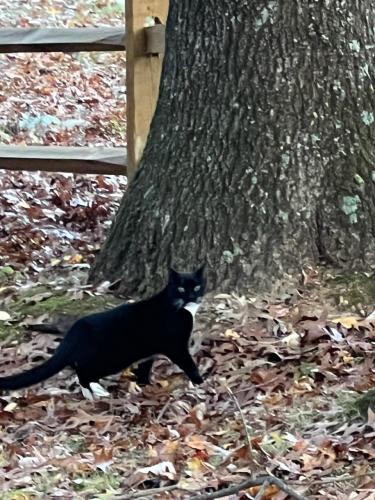 Found/Stray Unknown Cat last seen Burnt Hickory Cir off of Thurston Road - Urbana - Frederick, MD, Frederick County, MD 21704