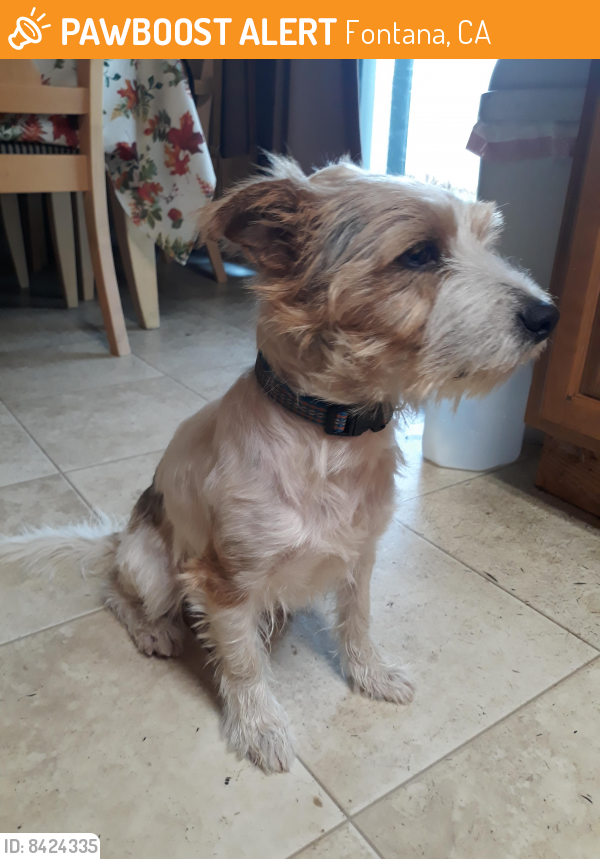 Found/Stray Male Dog last seen Ash st Bloomington,CA , Fontana, CA 92337