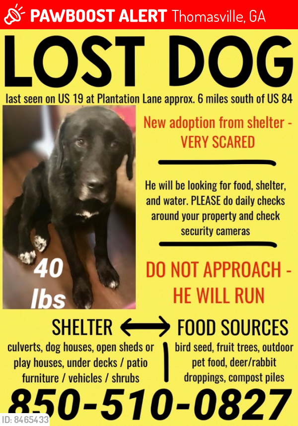 Lost Male Dog last seen Plantation Woods Thomasville GA, Thomasville, GA 31792