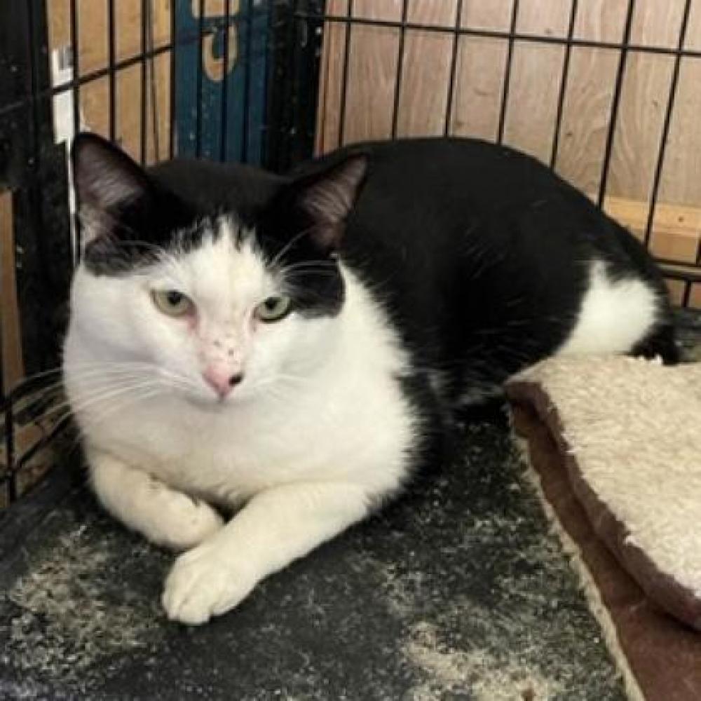 Shelter Stray Male Cat last seen Chantilly, VA 22033, Fairfax, VA 22032