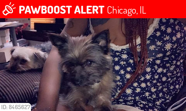 Lost Female Dog last seen Homan and Jackson, Chicago, IL 60624