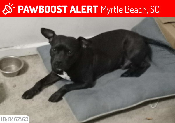 Lost Male Dog last seen Sunnehanna, Myrtle Beach, SC 29588
