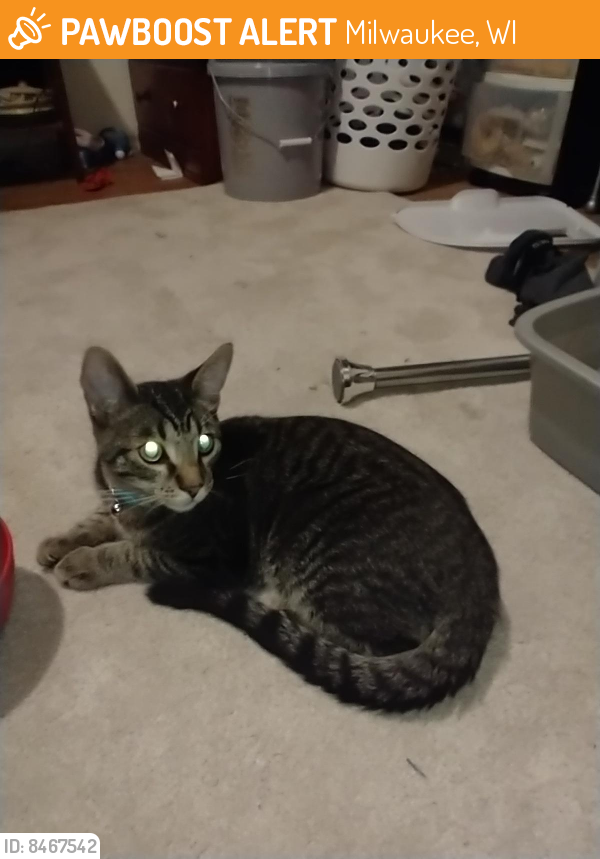 Found/Stray Unknown Cat last seen 84th and Oklahoma , Milwaukee, WI 53227