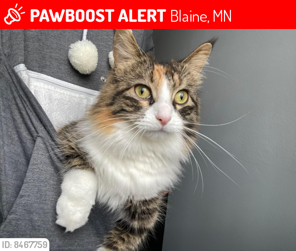 Lost Female Cat last seen 106th and 7th St NE, Blaine, MN 55434