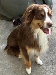 Lost Male Dog last seen 20th and Stockwell, Lincoln, NE 68502