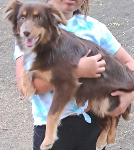 Lost Male Dog last seen 20th and Stockwell, Lincoln, NE 68502
