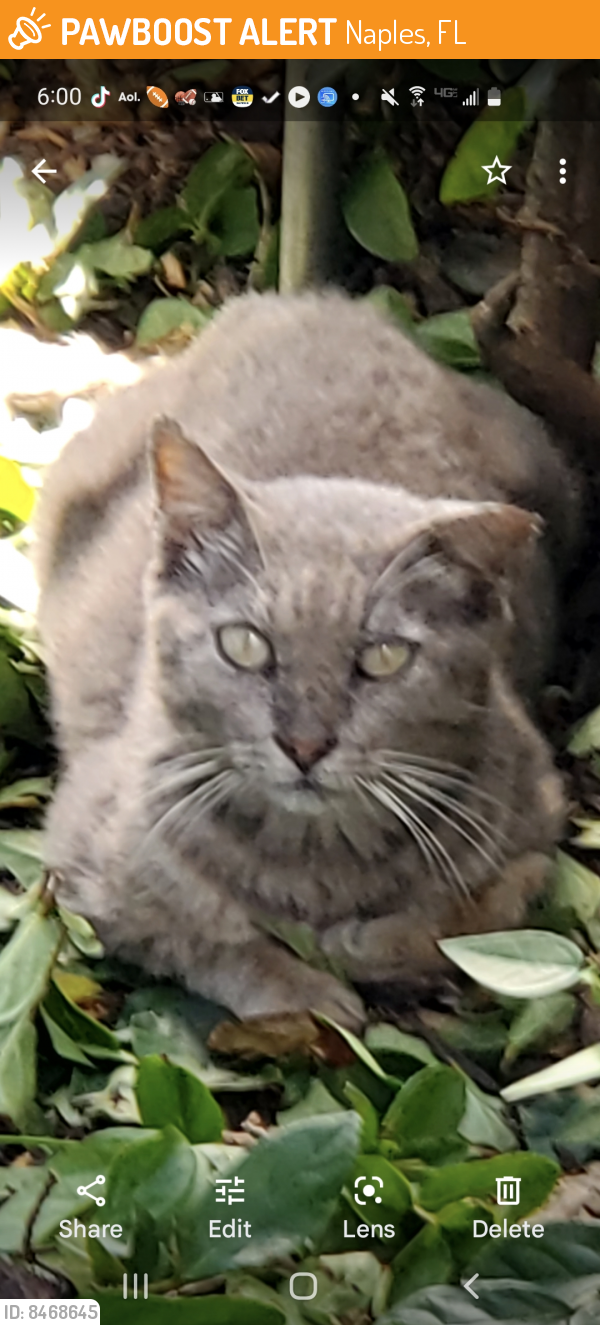 Surrendered Male Cat last seen Canterbury Village, Naples, FL 34116