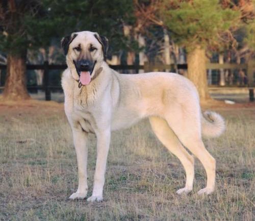 Found/Stray Male Dog last seen Sandario Rd/ Park Rd, Picture Rocks, AZ 85743