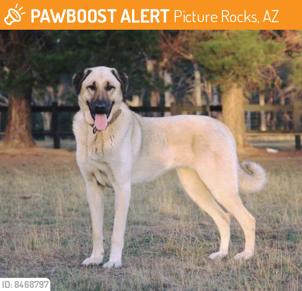 Found/Stray Male Dog last seen Sandario Rd/ Park Rd, Picture Rocks, AZ 85743