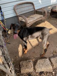 Reunited Male Dog last seen Lancaster and Handley , Fort Worth, TX 76112