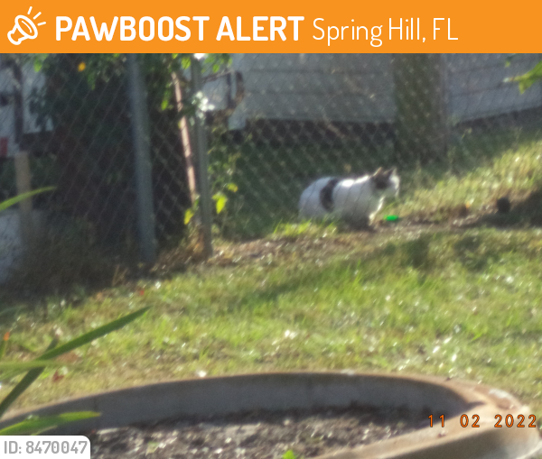 Found/Stray Cat in Spring Hill, FL 34606 (ID 8470047) PawBoost