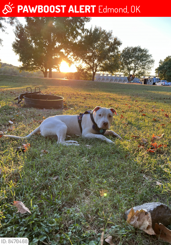 Lost Male Dog in Edmond, OK 73007 Named Prince (ID 8470468) PawBoost