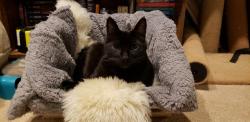 Lost Male Cat last seen Ronald Ln, Elk Dr, Post Falls, ID 83854