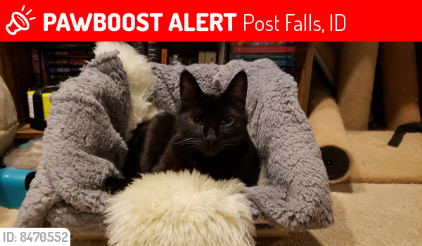 Lost Male Cat last seen Ronald Ln, Elk Dr, Post Falls, ID 83854