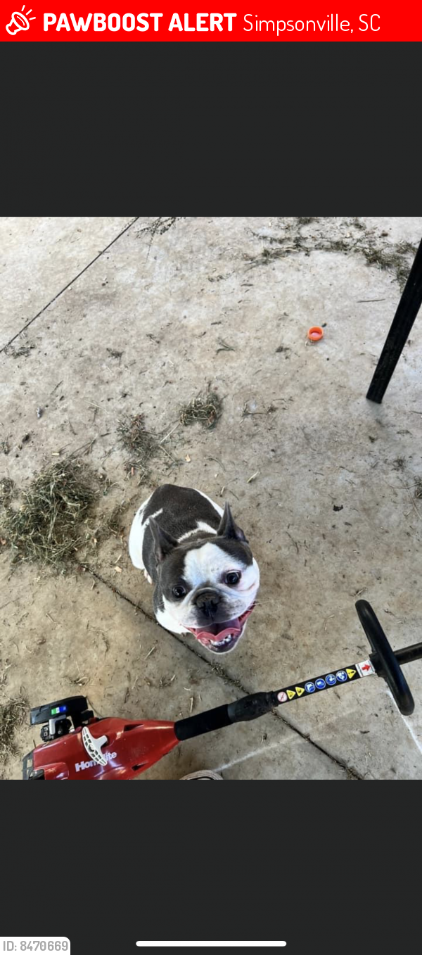 Lost Female Dog in Simpsonville, SC 29681 Named Lola (ID 8470669