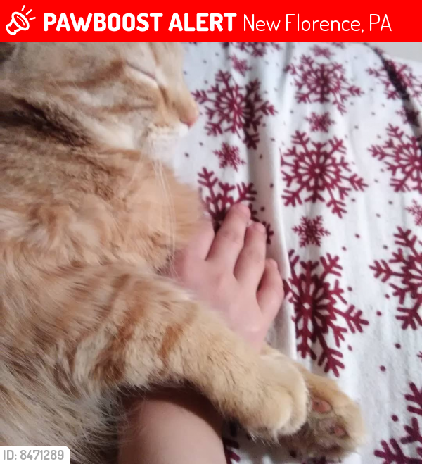 Lost Male Cat last seen im guessing by the abandoned factory, New Florence, PA 15944