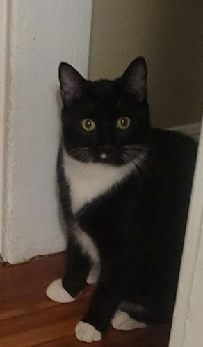 Lost Male Cat last seen Highview Avenue and Hooper Avenue, Baltimore, MD 21229
