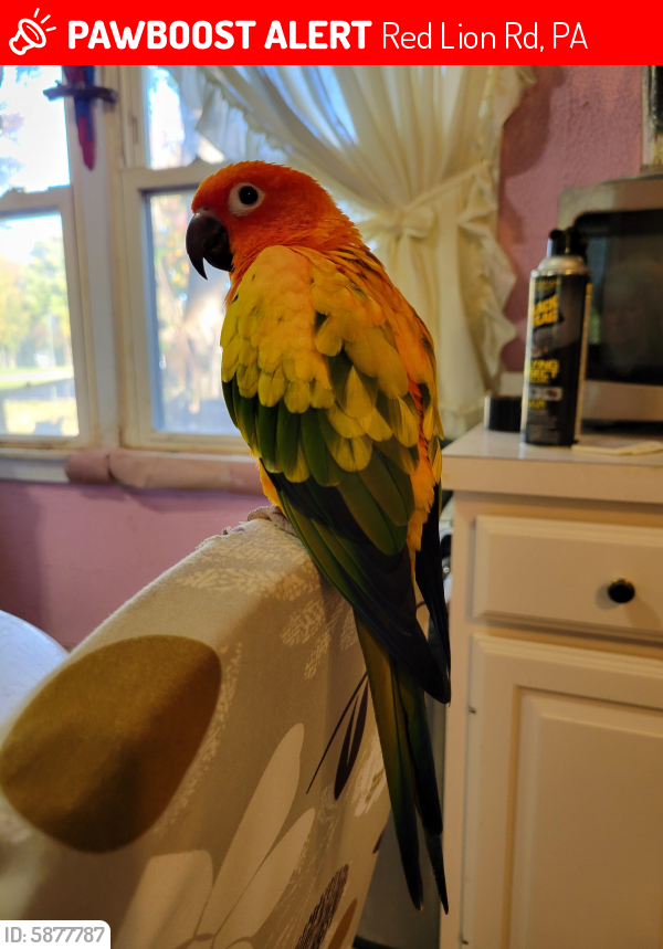 Lost Unknown Bird last seen Old Kirkwood Rd, Bear, Red Lion Rd, PA 19116