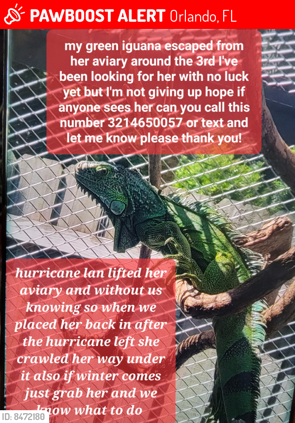 Lost Female Reptile in Orlando, FL 32808 Named Reptar (ID 8472180