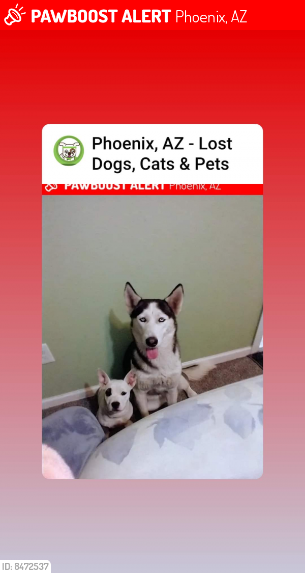 Lost Male Dog last seen 32stmobile ln phx broadway 85040, Phoenix, AZ 85040