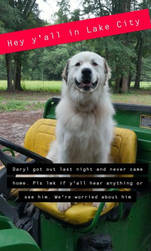 Lost Male Dog last seen Intersection of Mayo Rd & Melody Glen, Columbia County, FL 32024