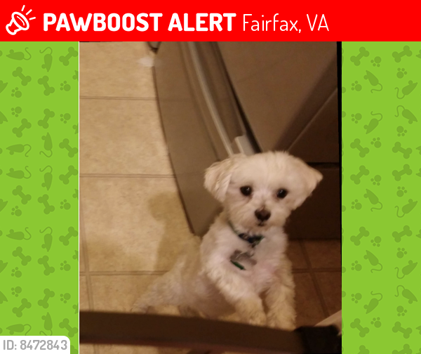 Lost Male Dog last seen Woodburn Road and Morningside Drive, Fairfax, VA 22031
