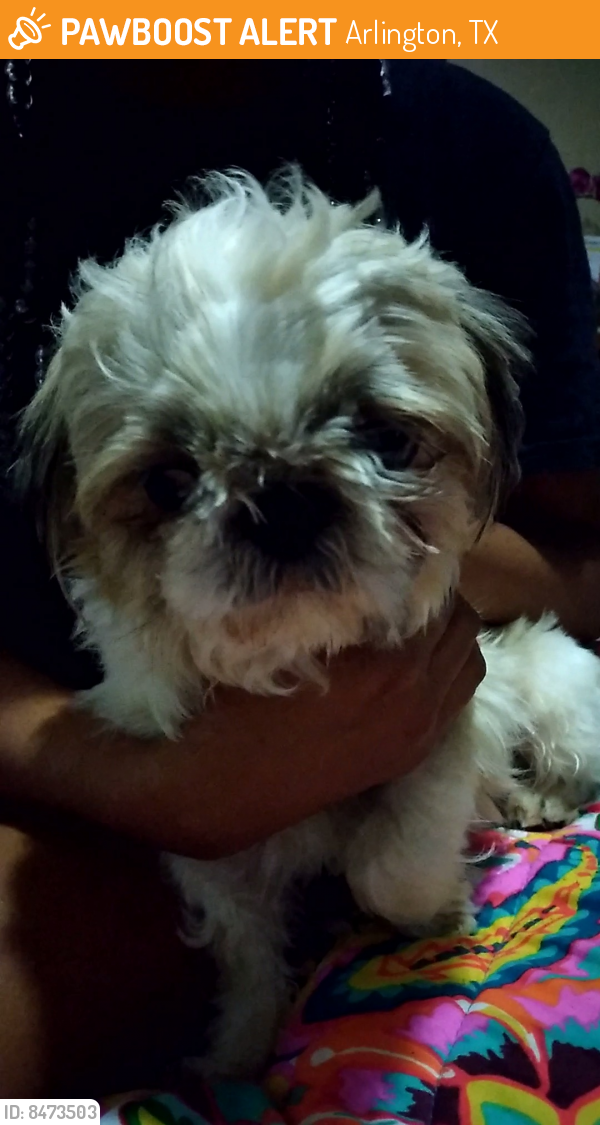 Found/Stray Male Dog last seen Daniel and Winderemere , Arlington, TX 76014