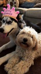Lost Male Cat last seen Evergreen, San Diego, CA 92154