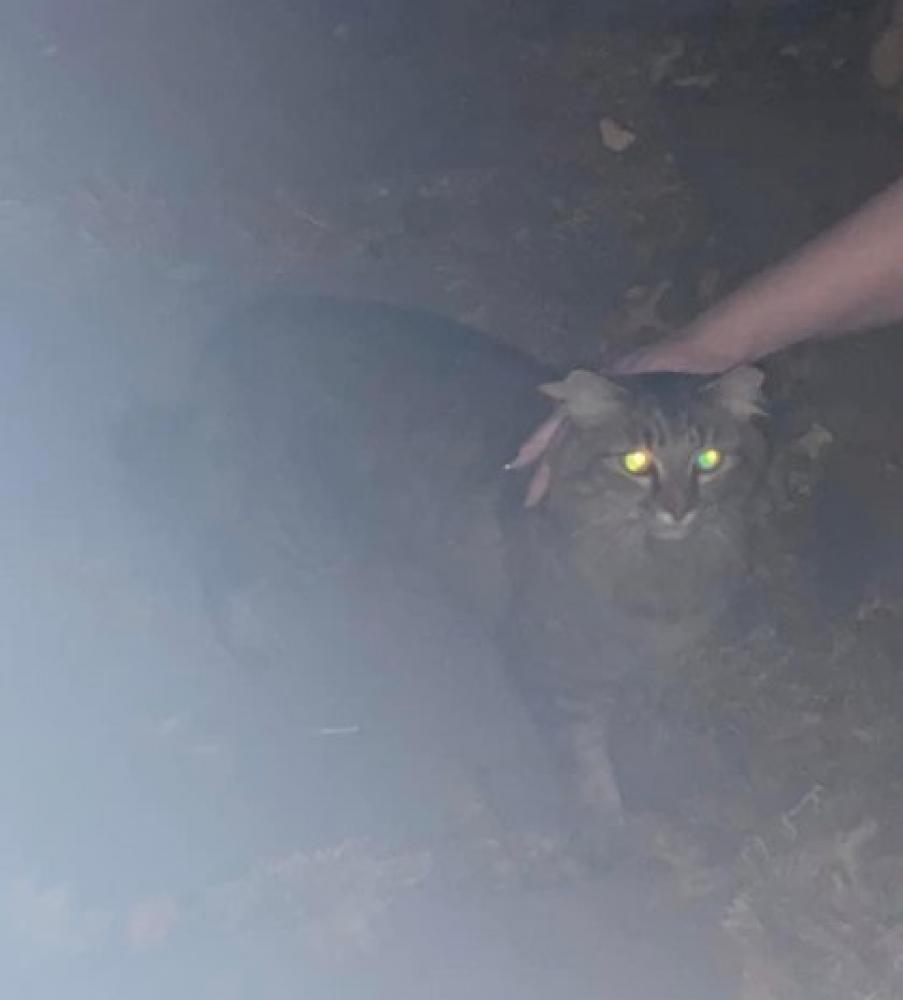 Shelter Stray Unknown Cat last seen Fairfax County, VA 20171, Fairfax, VA 22032