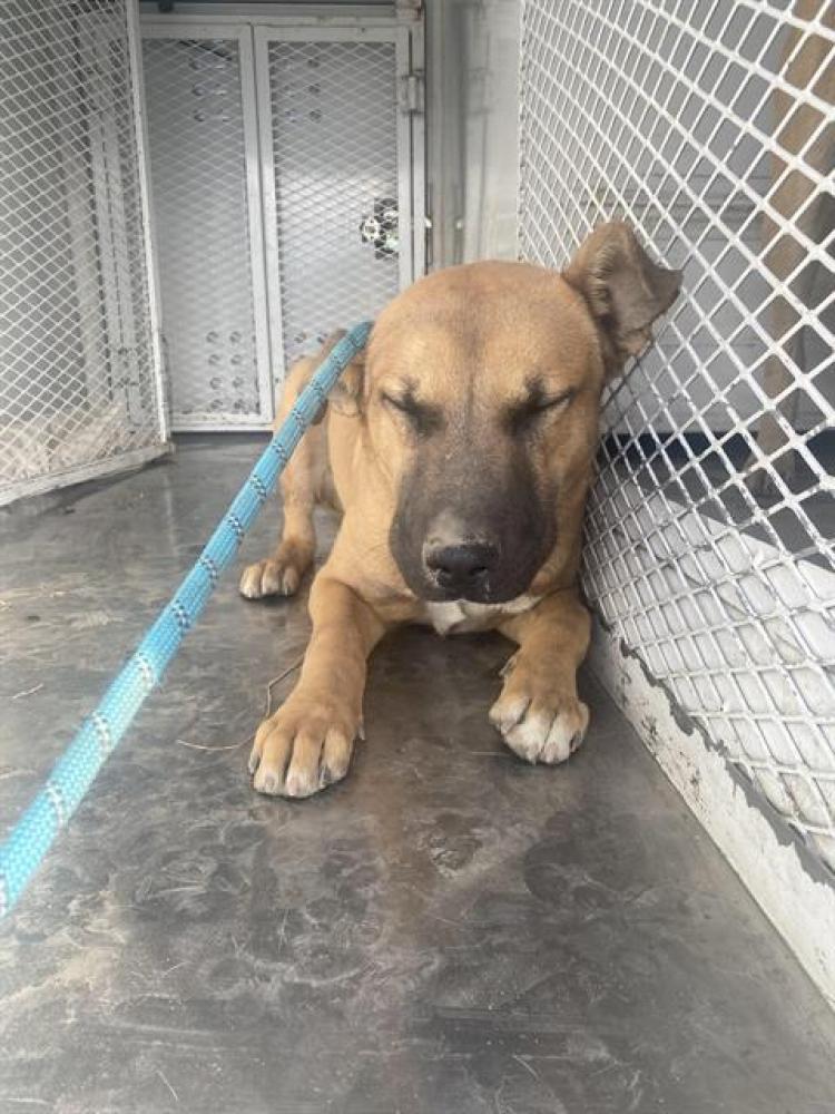 Shelter Stray Male Dog last seen Near BLOCK BUCKHORN AVE, ROSAMOND CA 93560, Lake Isabella, CA 93240