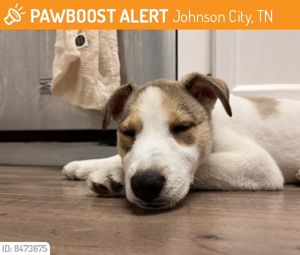 Found/Stray Dog in Johnson City, TN 37614 (ID 8473675) PawBoost