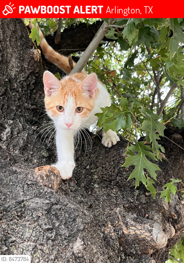 Lost Male Cat last seen E road to six flags st by 7 eleven, Arlington, TX 76011