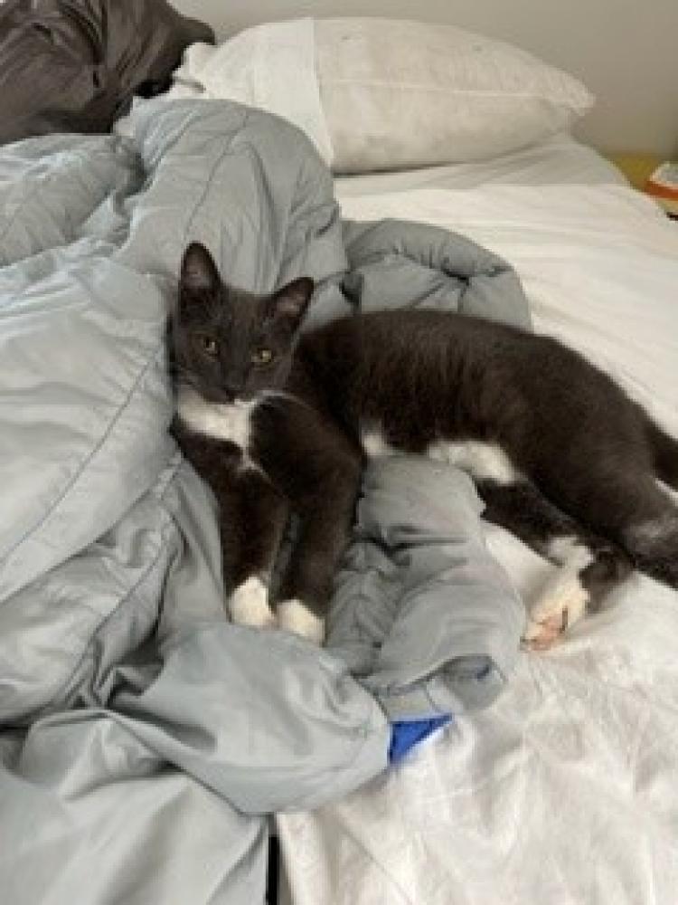 Shelter Stray Male Cat last seen Fairfax, VA 22030, Fairfax, VA 22032