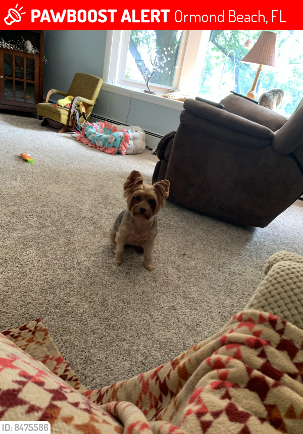 Ormond Beach, FL Lost Female Dog, Chloe Is Missing PawBoost