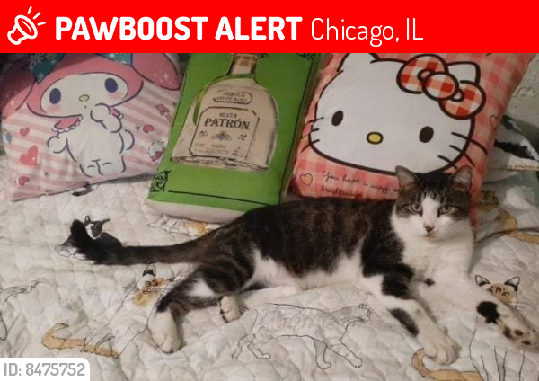 Lost Male Cat last seen Near S. Homan Ave, Chicago, IL 60632
