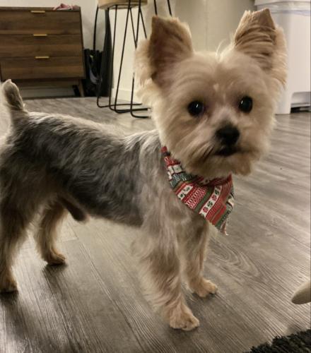 Lost Male Dog last seen Sunview Dr & Beauford Rd , Dallas, TX 75253