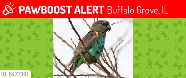 Lost Unknown Bird last seen Checker Dr & Old Checker, Buffalo Grove, IL 60089