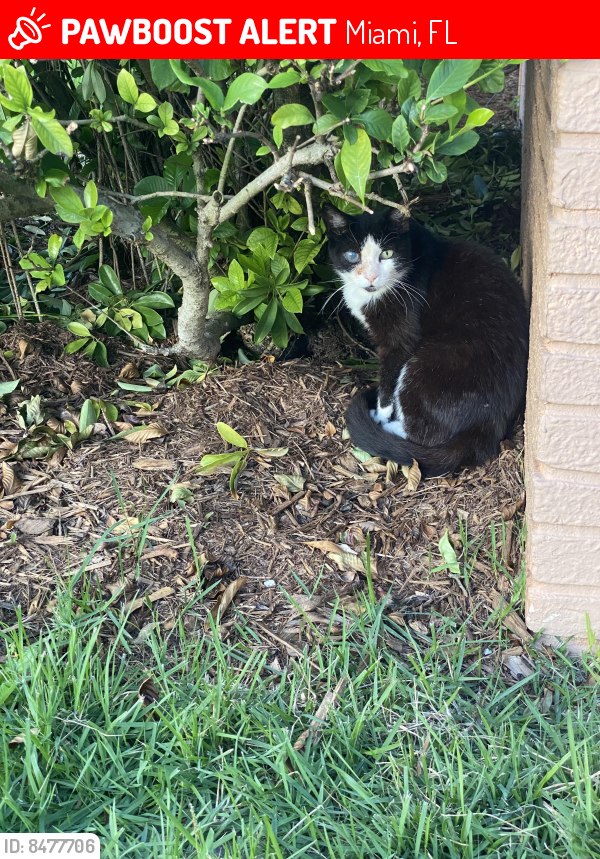 Lost Female Cat last seen SW 140 Ave and 80 St, Miami, FL 33183