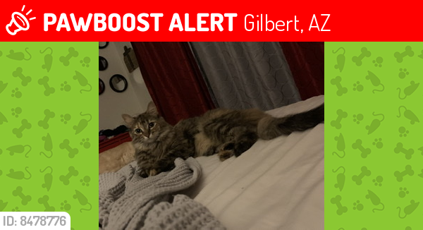 Lost Female Cat last seen Gilbert. Houston , Gilbert, AZ 85233