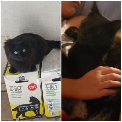 Lost Male Cat last seen N Blue Ridge Road , Edmond, OK 73034