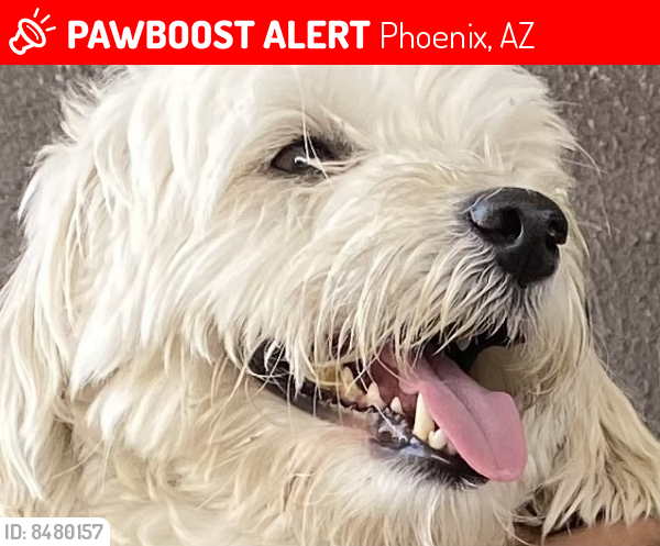 Lost Male Dog last seen S 3rd St Phoenix Az 85040, Phoenix, AZ 85040
