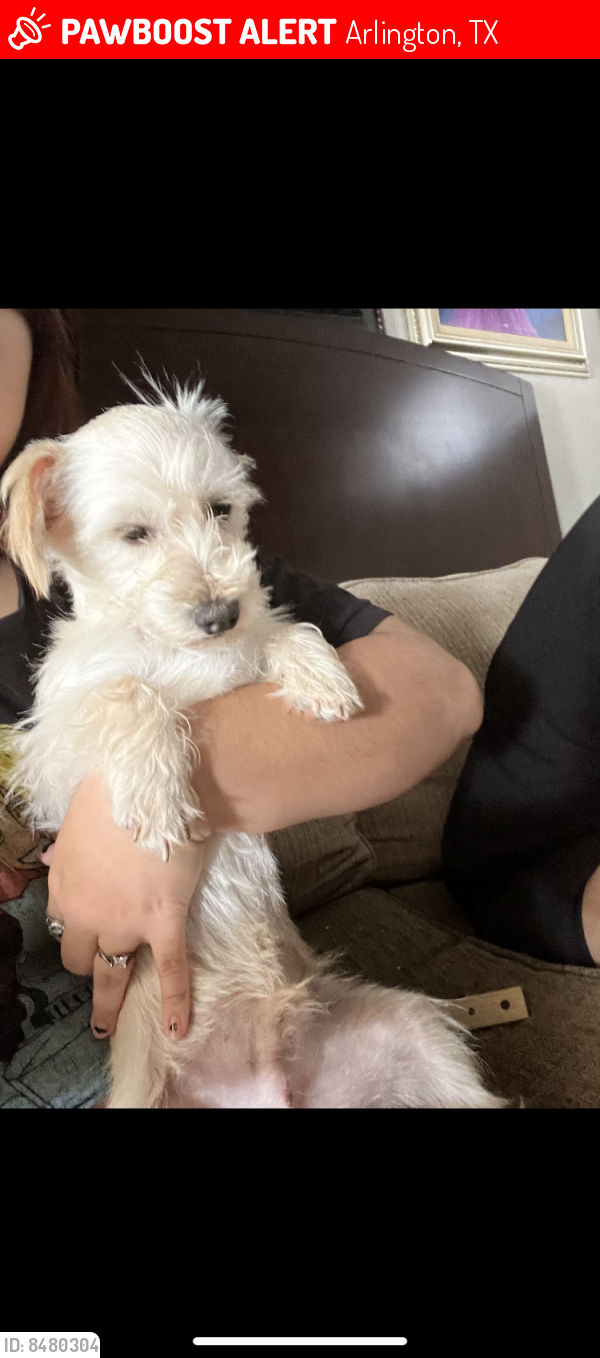 Lost Male Dog last seen Browning Drive, Arlington, TX 76010