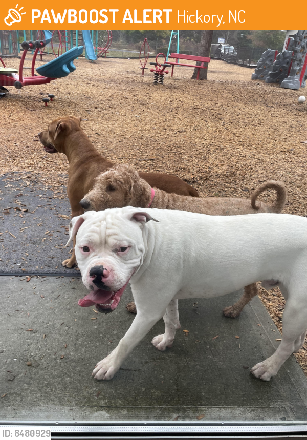 Found/Stray Male Dog in Hickory, NC 28601 (ID 8480929) PawBoost