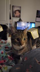 Lost Male Cat last seen Via Pacifica and ontario/Citron and lincoln, Corona, CA 92882