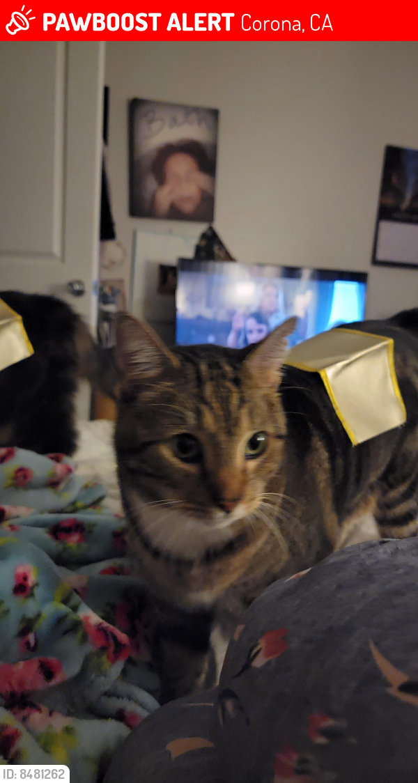 Lost Male Cat last seen Via Pacifica and ontario/Citron and lincoln, Corona, CA 92882