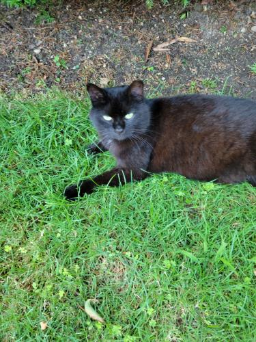 Lost Female Cat last seen August rd , North Babylon, NY 11703