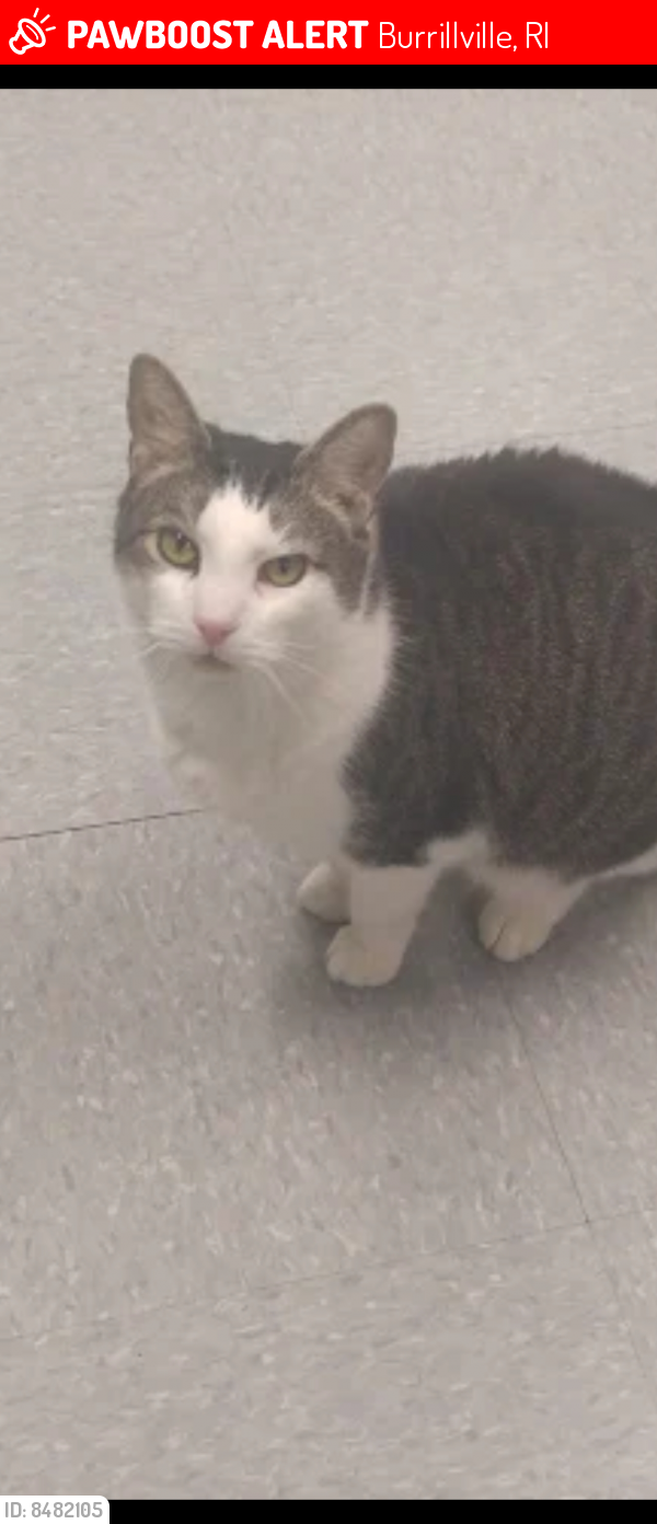 Lost Female Cat last seen Reservoir rd, Burrillville, RI 02859